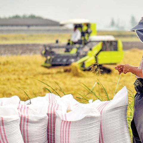 Iran Fertilizer Shock Threatens Farm Output and Food Security
