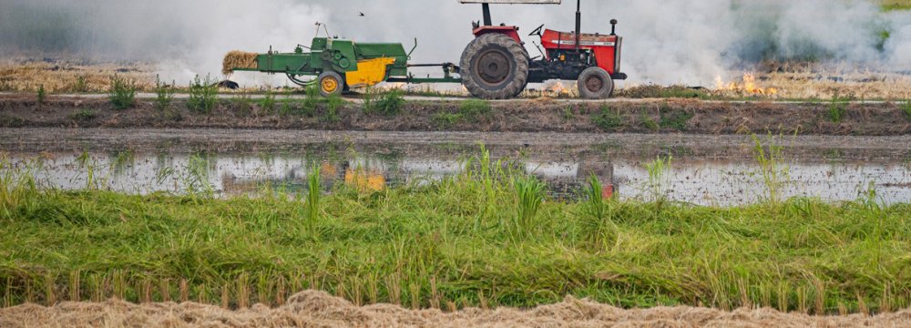 High Hopes for Paddy Farmers