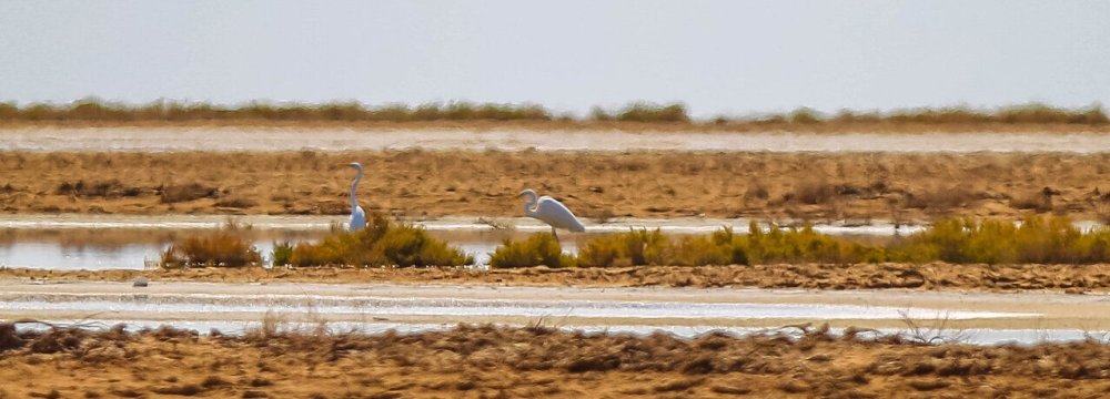 Gavkhouni Wetland Receives No  Water From Zayandehroud River