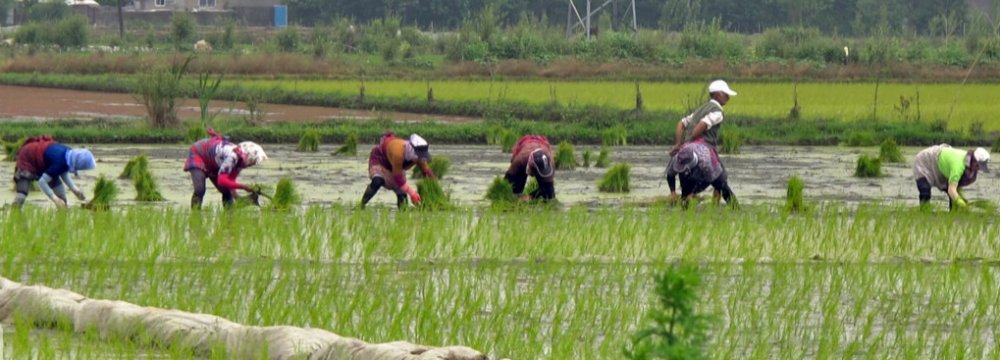 Gilan’s Paddy Fields Gobble Up 3.3 bcm of Water Annually