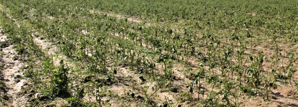 Water Crisis for Khuzestan Farmers Looks More Scary 