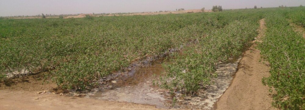 Pistachio Exports Account for 50% of Virtual Water Trade