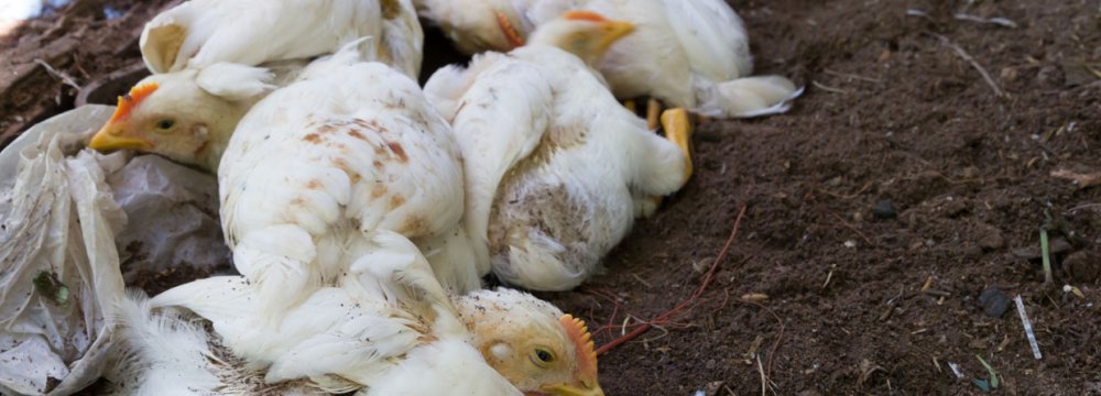 27m Chickens Culled Since Avian Flu Outbreak