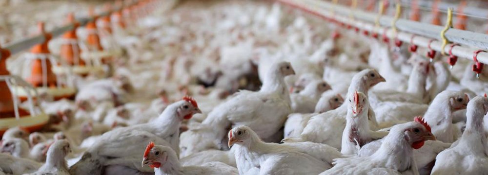 IVO: No Sign of Avian Flu Epidemic This Year