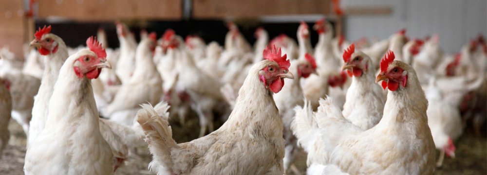 Avian Flu Outbreak Persists 
