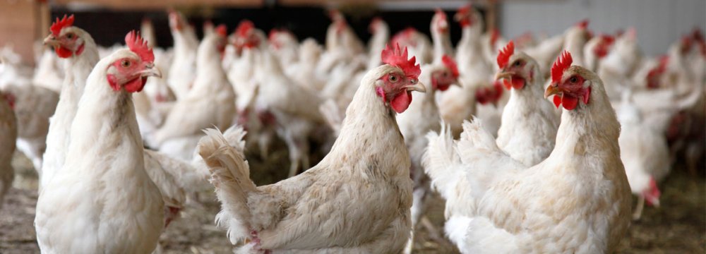 Avian Flu Fully Contained in Iran