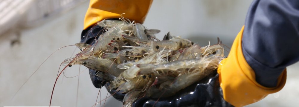 Bushehr Farmed Shrimp Exports Reach $70m