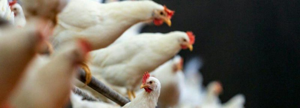 Standardization Key to Boosting Chicken Exports 