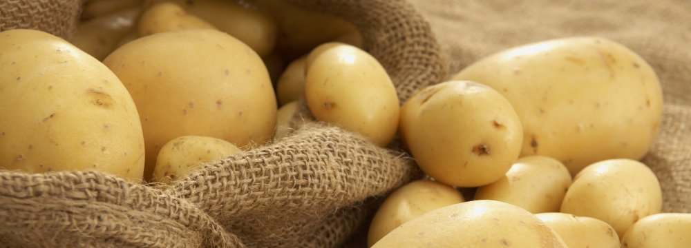 Potato Exports Earn $26m in  4 Months