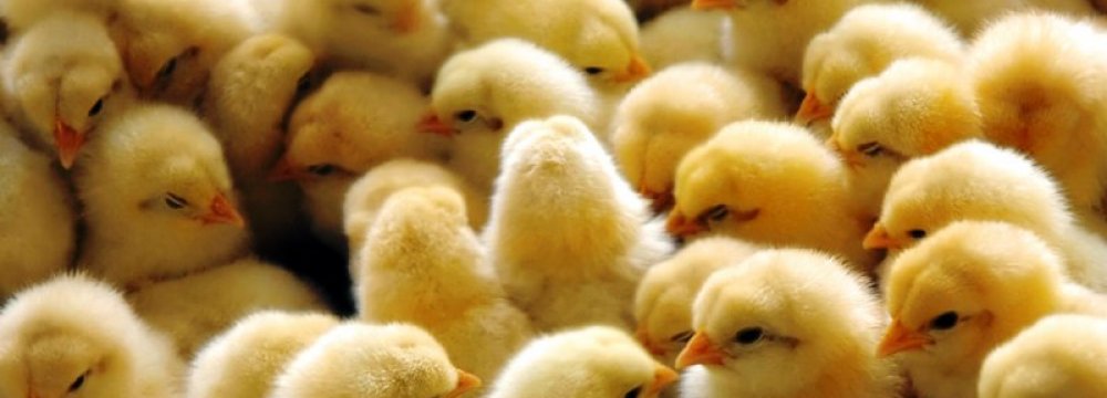 Unfit Vehicles Cause Hefty Losses to Poultry Farms