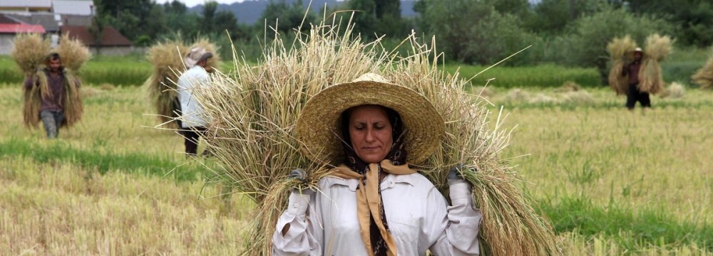 Iran&#039;s Rice Production to Reach 2.5 Million Tons p.a.