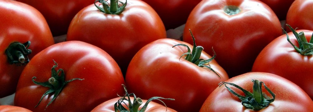 Tomato Exports Earn $112m  in 5 Months