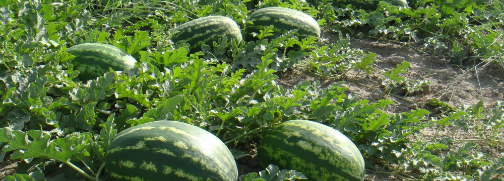 Watermelon Exports  Exceed $100m