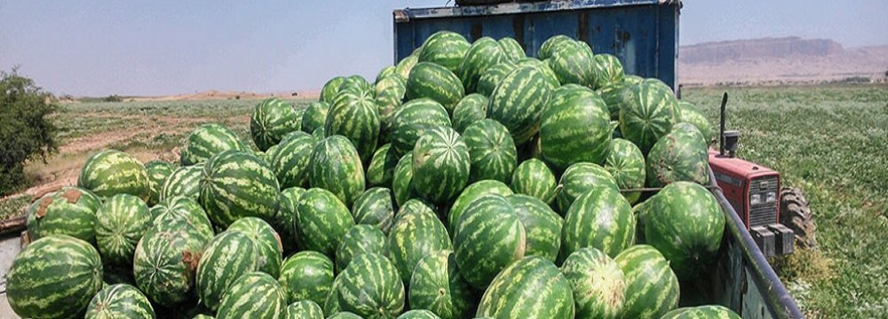 Watermelon Exports Earn $95m in Three Months