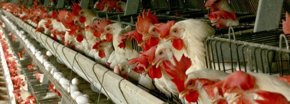 70% Reduction in Poultry Feed Importers 