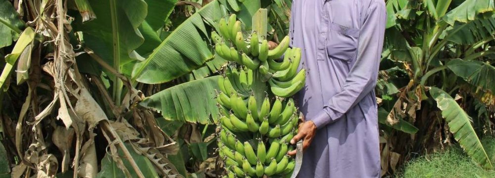 Banana Output at 90K Tons Last Year