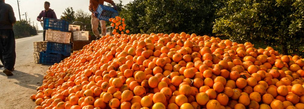 Mazandaran Exports 1K Tons of Citrus Fruits Daily 