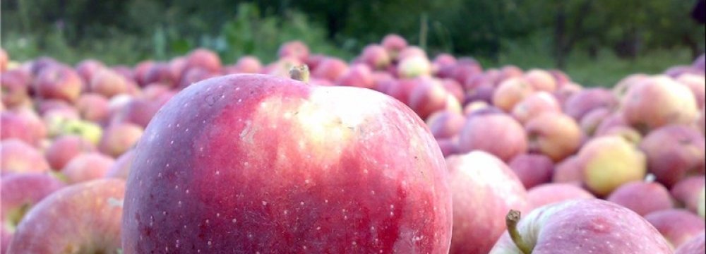 Fruit Exports to Russia Rise 50%