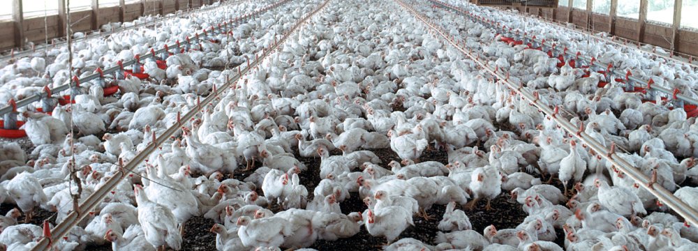 SCI Reports 11% Drop in Monthly Poultry Output