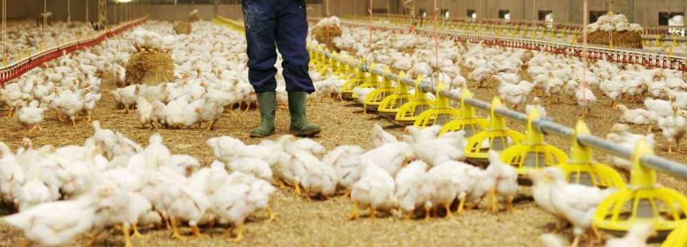 Growth in Poultry Output