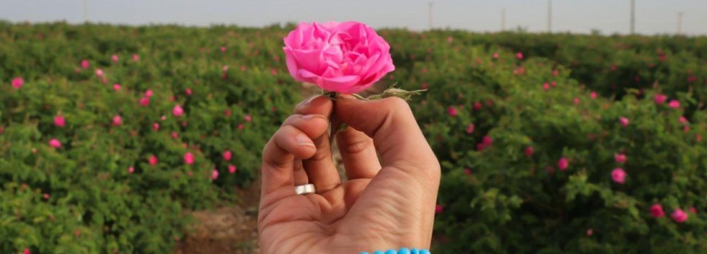 Damask Rose Oil Exports Exceed $200m in Fiscal 2020-21