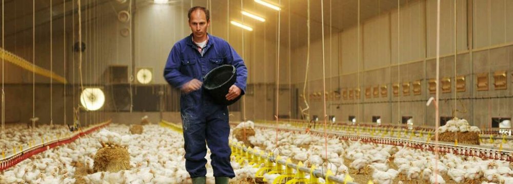 Poultry Farmers Cut Back Output Amid High Feed Prices