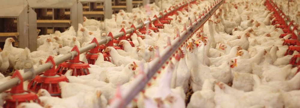 Industrial Chicken Farms’ PPI Up 50% in 2018-19 