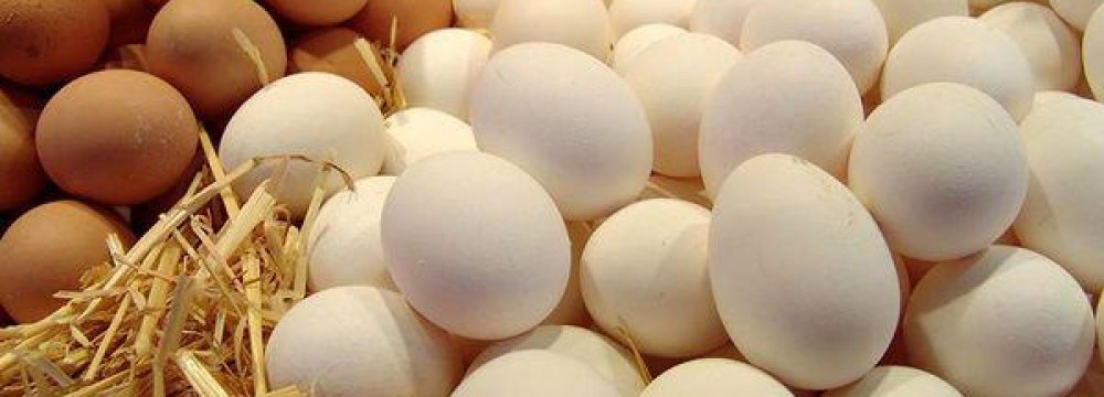 Egg Production Industry in the Doldrums 