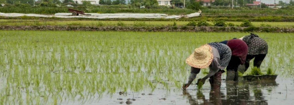 Seasonal Ban On Rice Imports As Of Aug 22 Financial Tribune