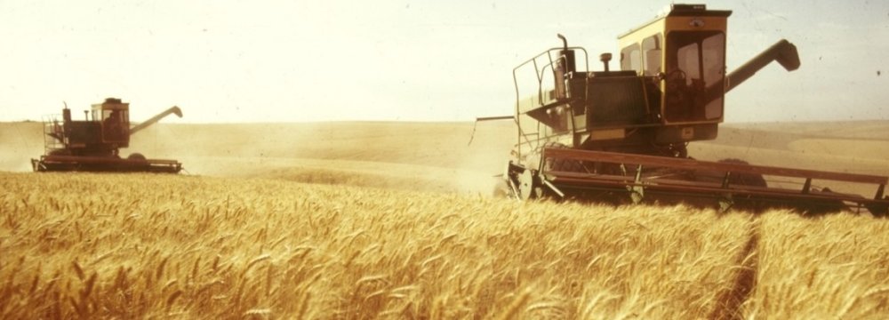 Wheat Tops List of Iran’s Agronomic Products 