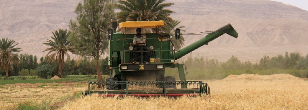 8.5% Rise Expected in Barley Output 
