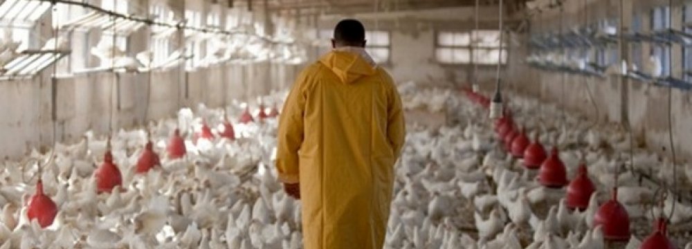 Gov’t to Import 50K Tons of Chicken at Subsidized Rate
