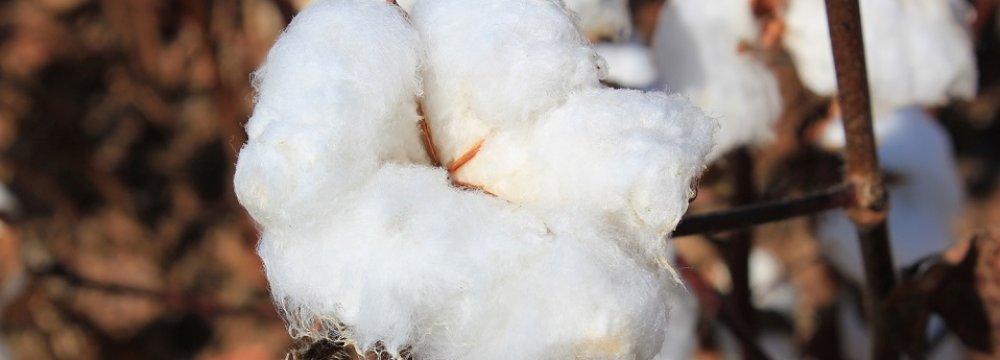 Cotton Boll Production Reaches  180K Tons 