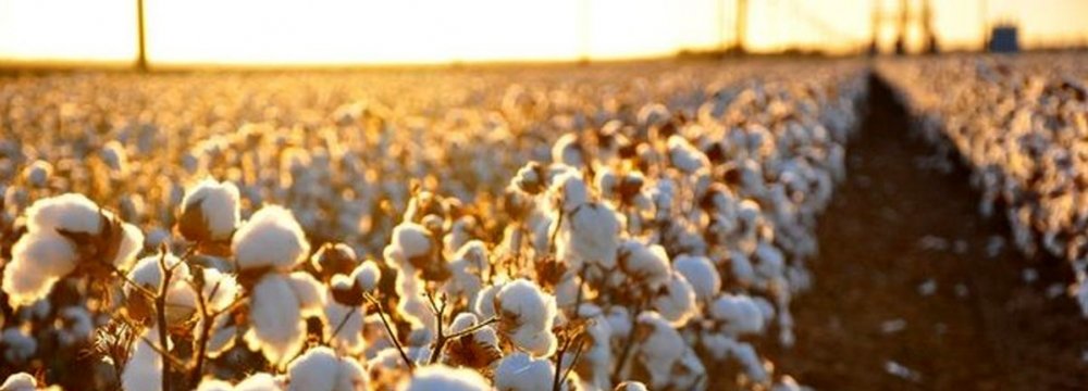 Agriculture Ministry Moving Toward Cotton Self-Sufficiency 