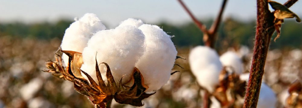 Iran to Increase Land Under Cotton Cultivation