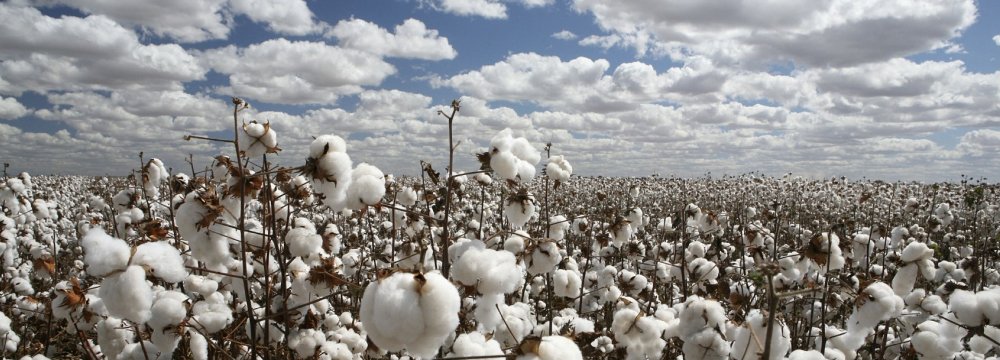 Iran Needs to Import 100K Tons of Cotton Annually