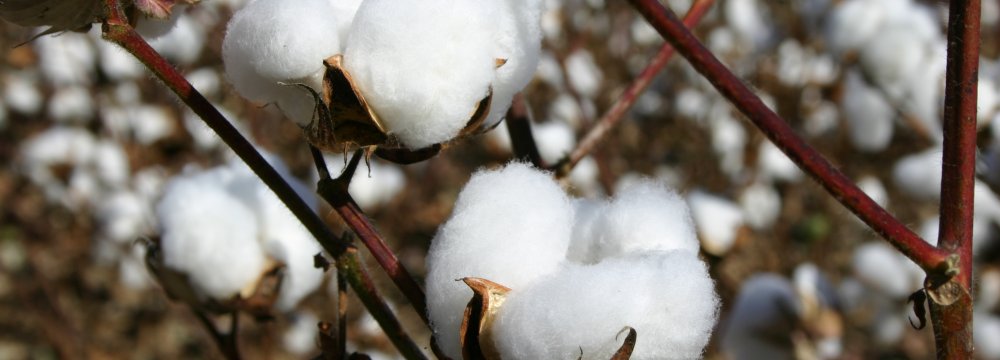 Iran Cotton Output Estimated to Reach 60,000 Tons 