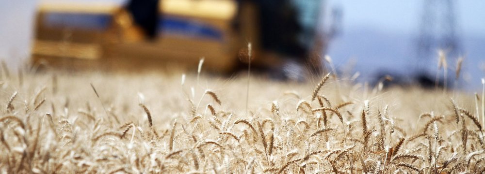 Wheat Output Drives Iran's Growth in Grain Production