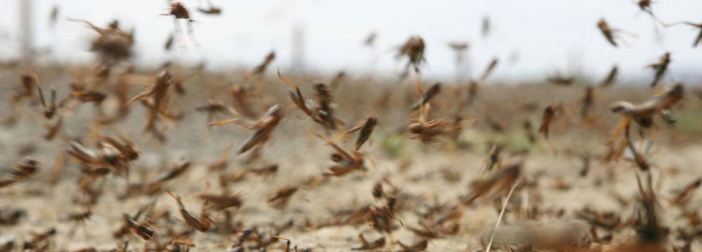 FAO Alert: Desert Locusts Threaten Iran Crops