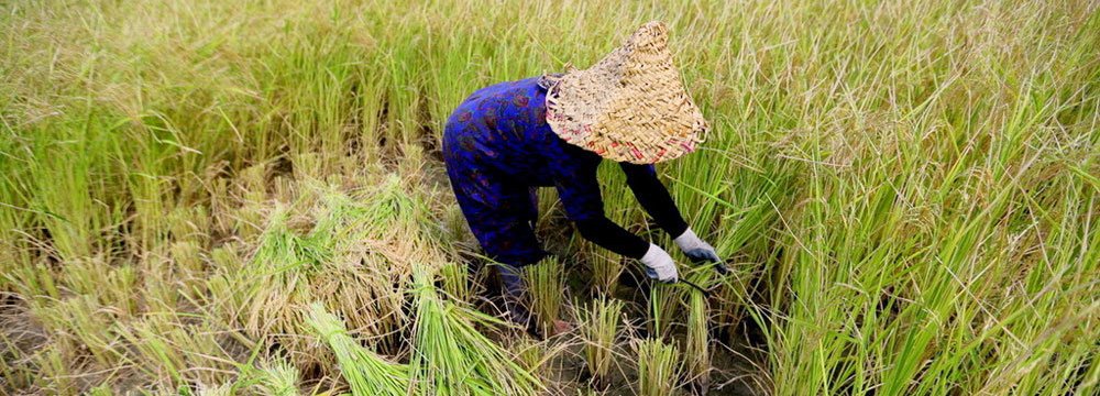 FAO Surveys New Plant Breeding Approach in Iran