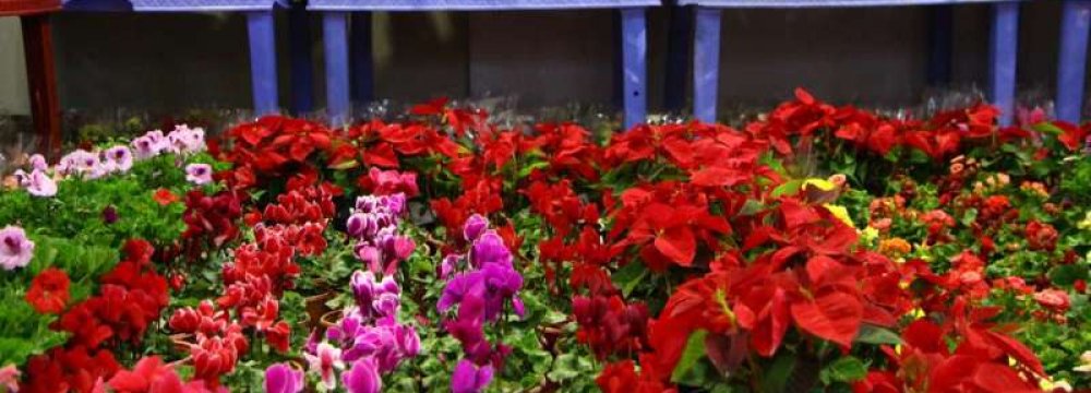 Iran Flower, Ornamental Plant Exports at $25m 