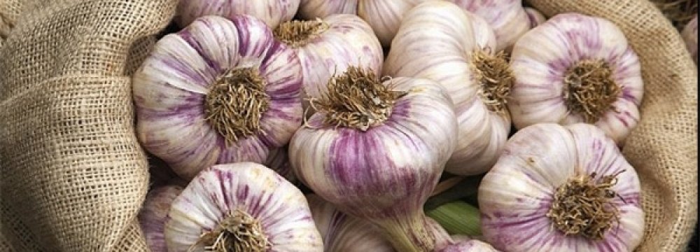 Garlic Exported to 10 Countries 