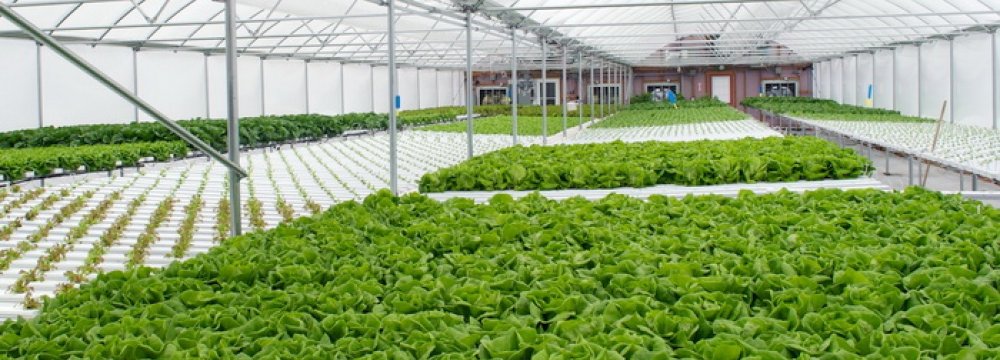 419 Hectares of Greenhouses Renovated 