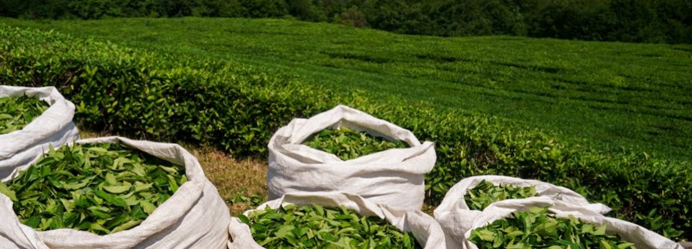 Tea Exports Double as Imports Rise 23% in Eight Months