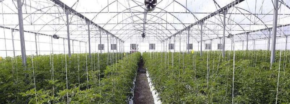 Construction of Largest Greenhouse Complex Launched