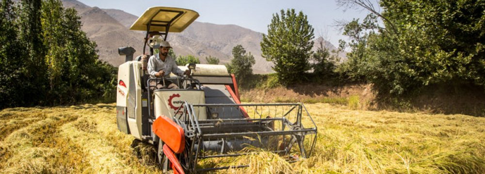 Rice Farming Banned in Khuzestan 