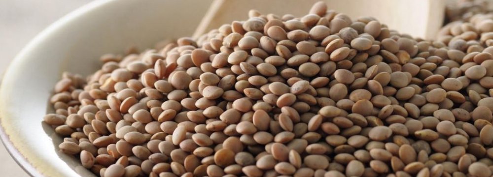 Lentil Imports Near $150m 