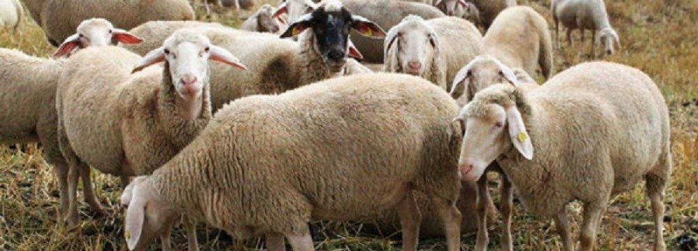 Livestock Export Banned