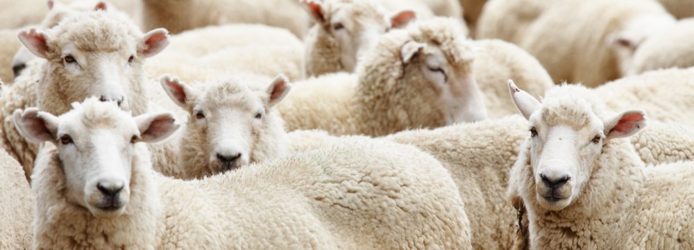 Iran is importing 6,000 head of sheep from Kazakhstan.
