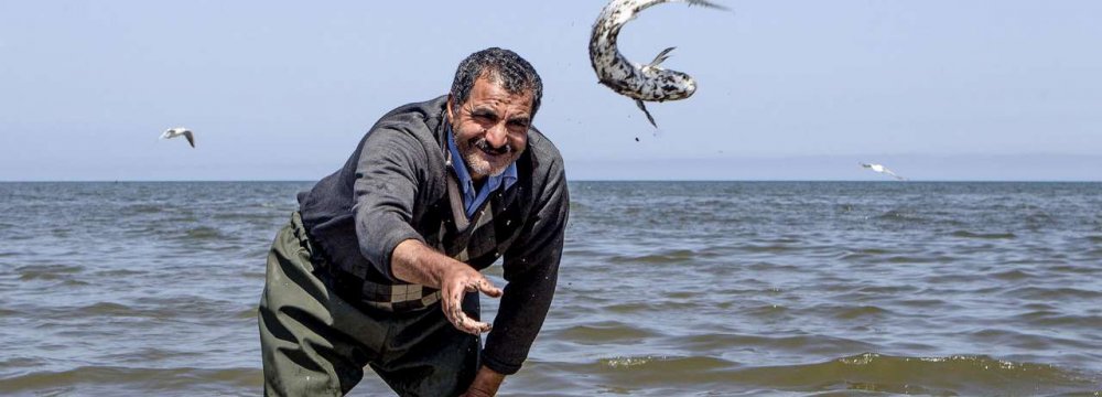 Bony Fish Output in Mazandaran Increases